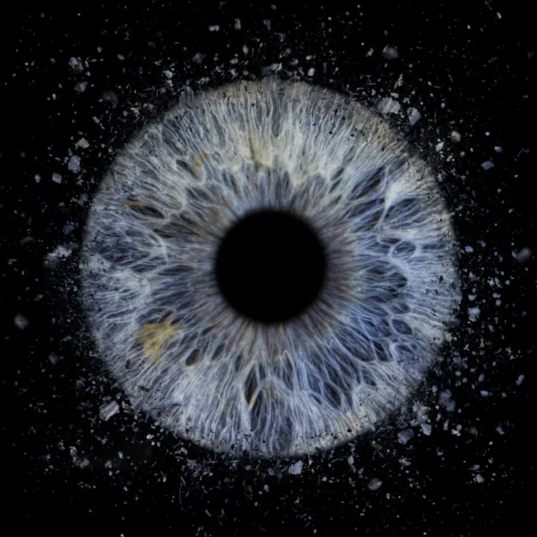 Single Iris Photos